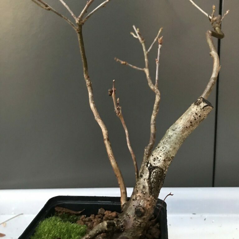 Quercus robur #220