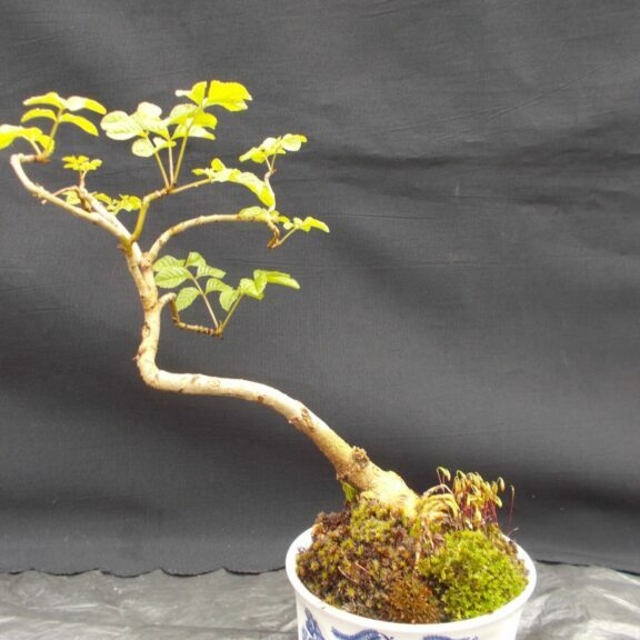 Sorbus aucuparia #106