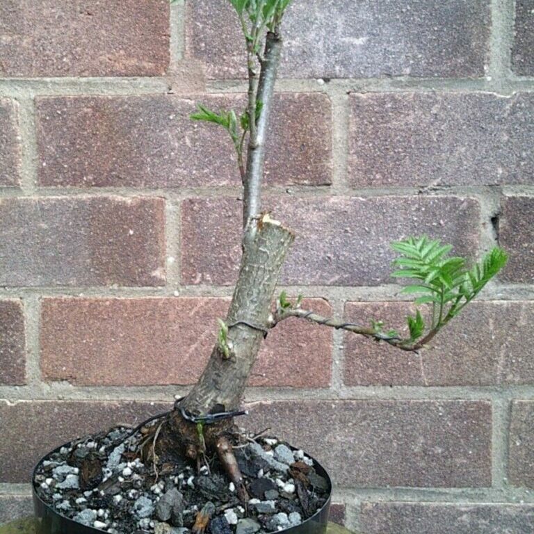 Sorbus aucuparia #108