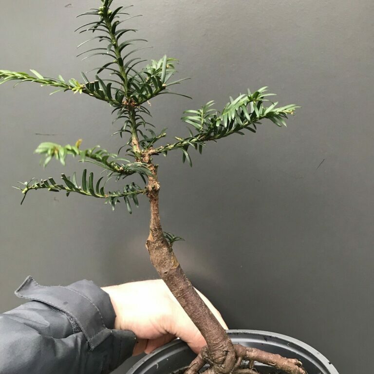 Taxus baccata #118