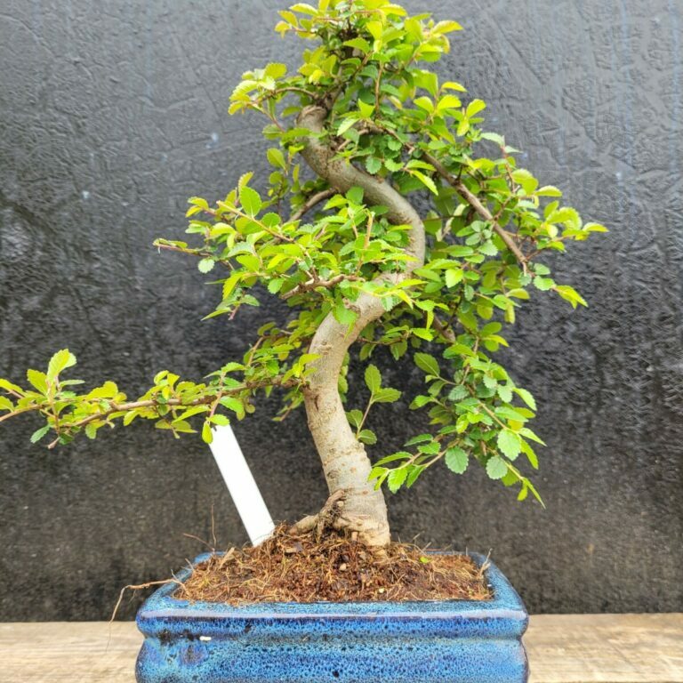 Ulmus parvifolia #104