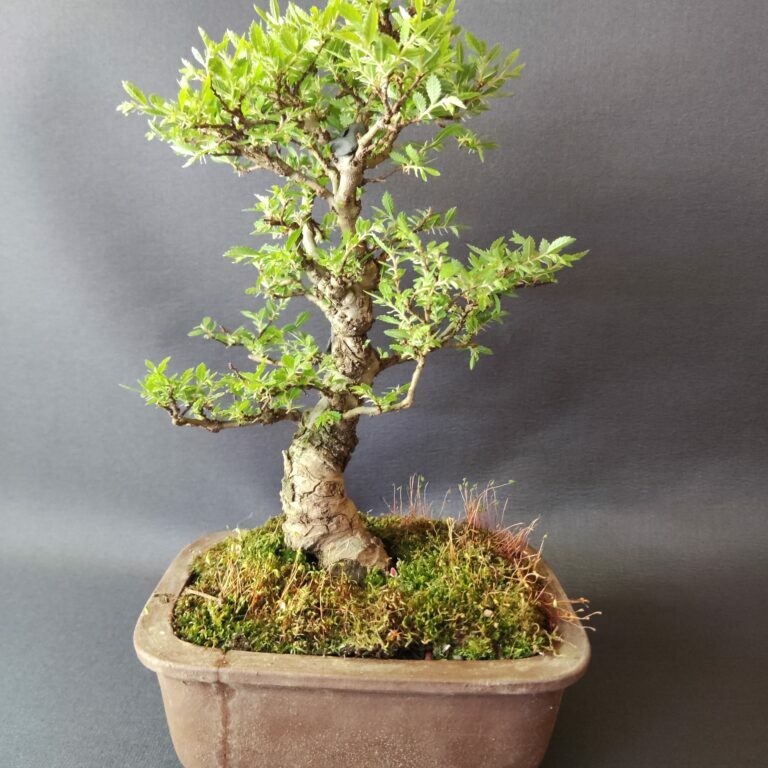 Ulmus parvifolia #288