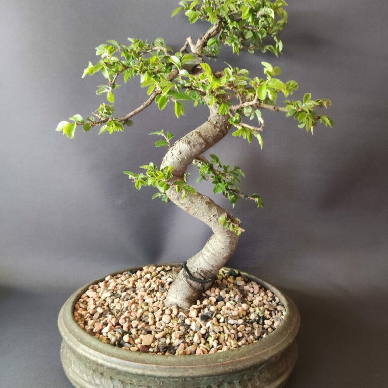 Ulmus parvifolia #433