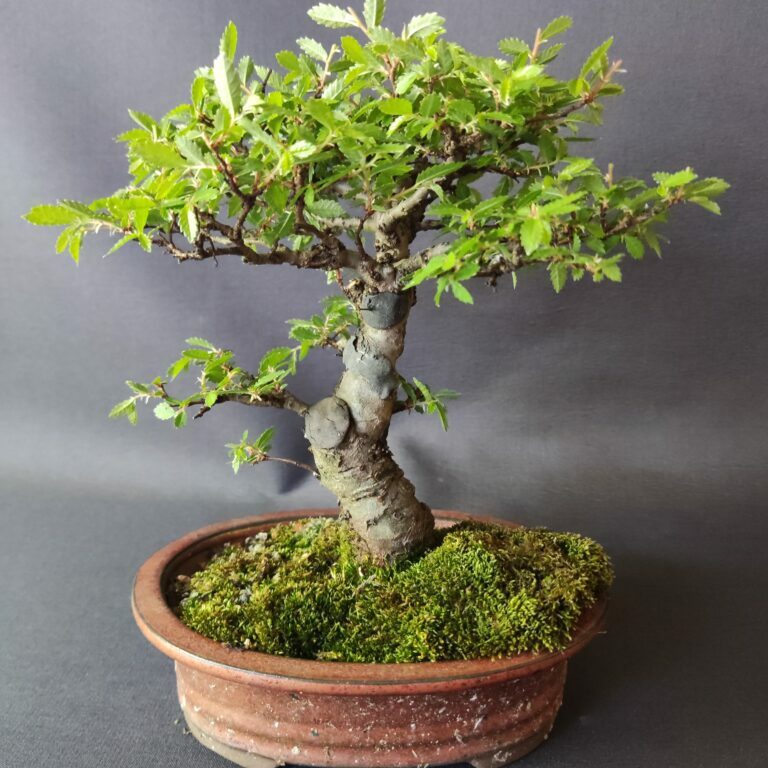 Ulmus parvifolia 'Seiju' #434